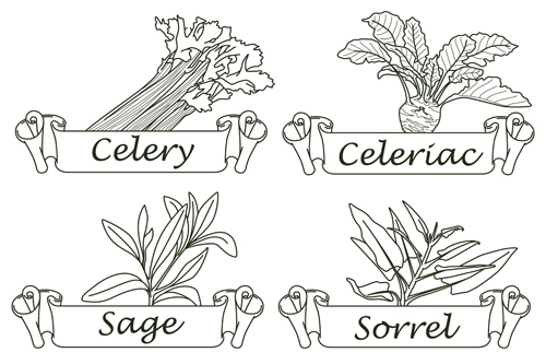 Hand drawn herbs and spices labels vector 05