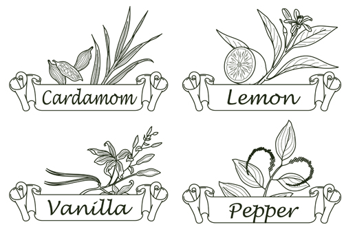 Hand drawn herbs and spices labels vector 06