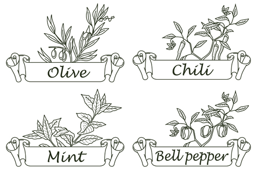 Hand drawn herbs and spices labels vector 07