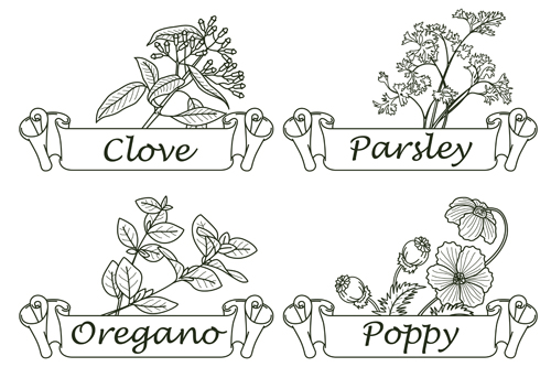 Hand drawn herbs and spices labels vector 08