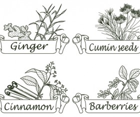 Hand drawn herbs and spices labels vector 09