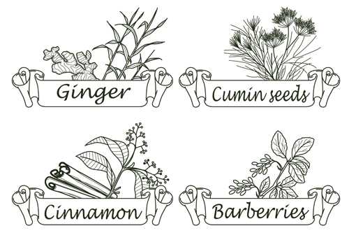 Hand drawn herbs and spices labels vector 09