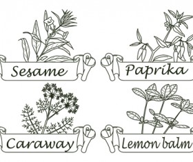 Hand drawn herbs and spices labels vector 10