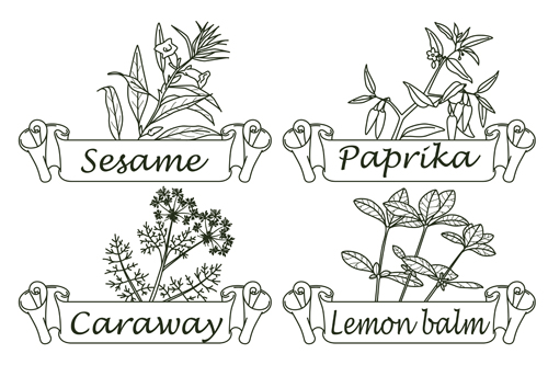 Hand drawn herbs and spices labels vector 10