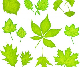 Maple leaves and ginkgo leaves vector