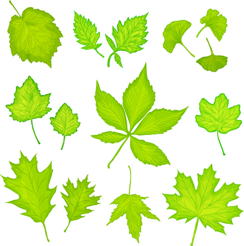 Maple leaves and ginkgo leaves vector