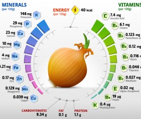 Onion vitamins infographics vector