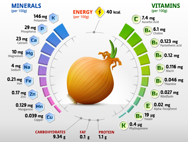 Onion vitamins infographics vector