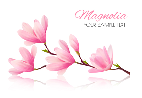 Pink magnolia flower background vector 01