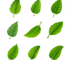 Realistic green leaves vector