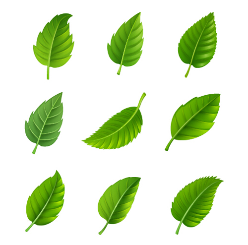 Realistic green leaves vector