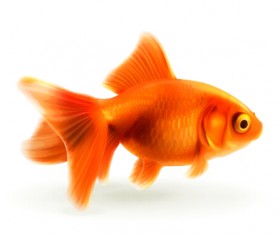 Red goldfish vector