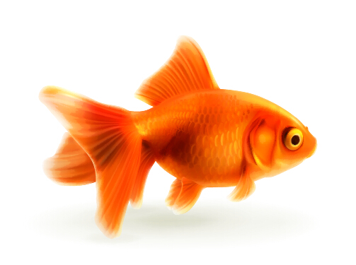 Red goldfish vector