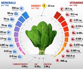 Spinach vitamins infographics vector
