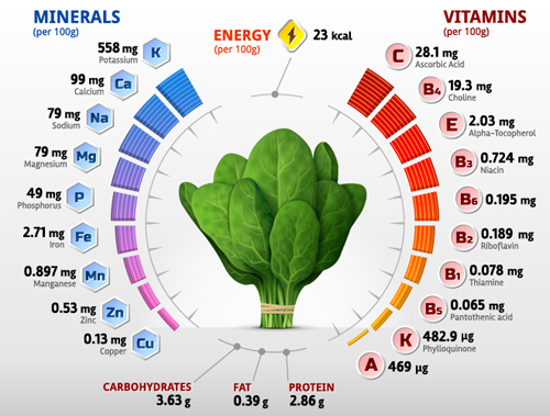 Spinach vitamins infographics vector