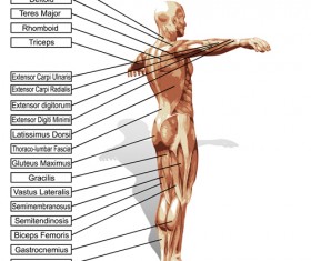 Elements of structure of the human body organs Vector free download