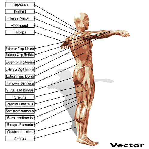 Vector human structure graphic set 01