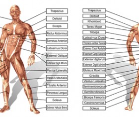 Vector human structure graphic set 02