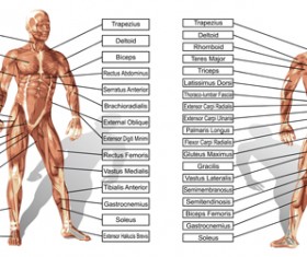 Vector human structure graphic set 03