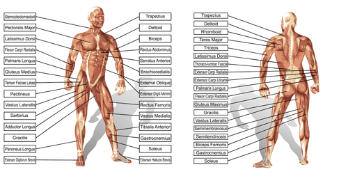 Vector human structure graphic set 03