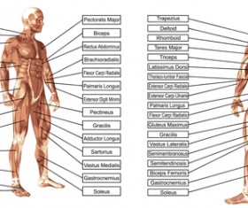 Vector human structure graphic set 04
