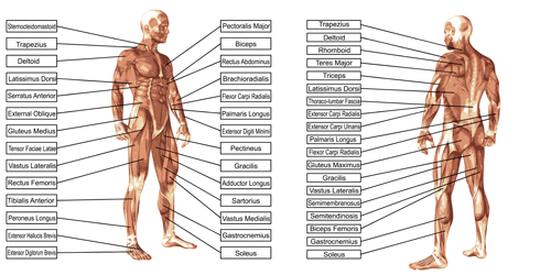 Vector human structure graphic set 04