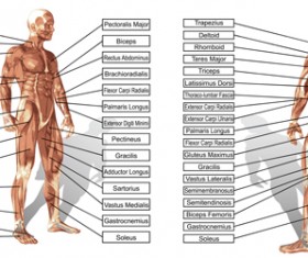 Vector human structure graphic set 05