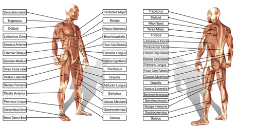 Vector human structure graphic set 05