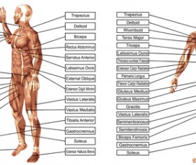 Vector human structure graphic set 06