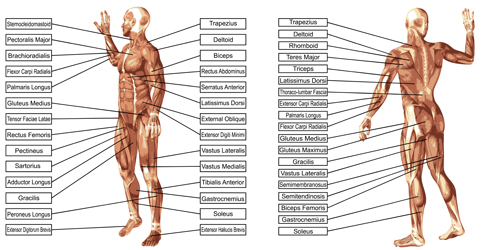 Vector human structure graphic set 06