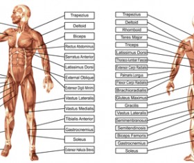 Vector human structure graphic set 07