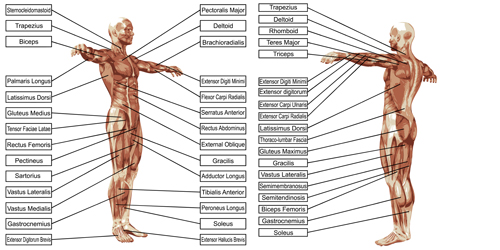 Vector human structure graphic set 08