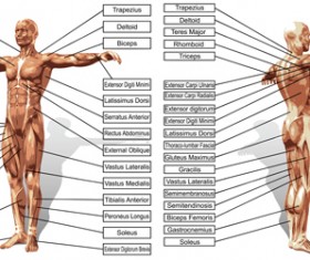 Vector human structure graphic set 09