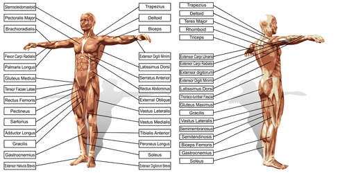 Vector human structure graphic set 09