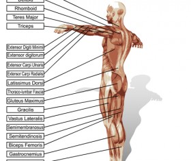 Vector human structure graphic set 10