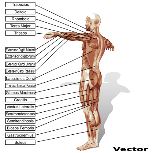 Vector human structure graphic set 10