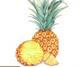 Watercolor pineapple drawn vector