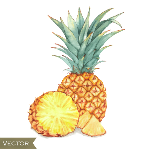Watercolor pineapple drawn vector