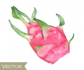 Watercolor pitaya drawn vector