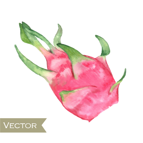 Watercolor pitaya drawn vector