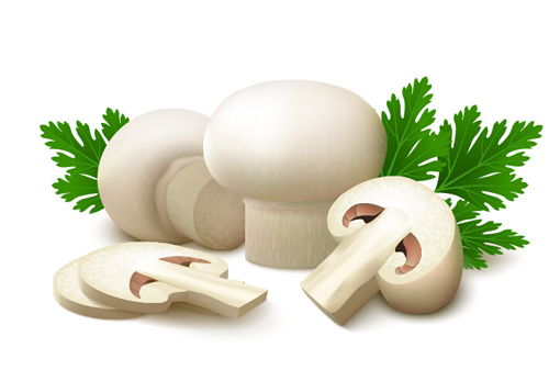 White champignon and parsley leaves vector