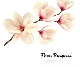 White magnolia with flower background vector 01