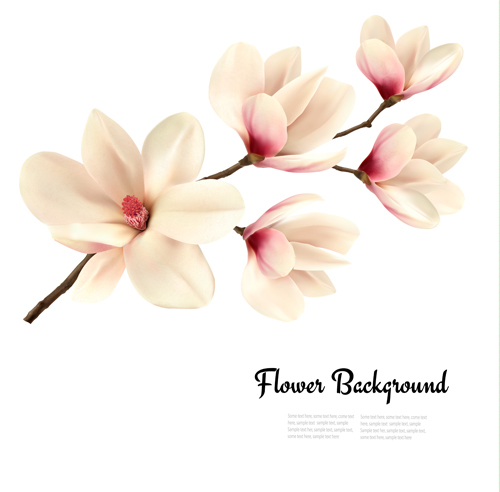 White magnolia with flower background vector 01