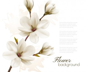 White magnolia with flower background vector 02