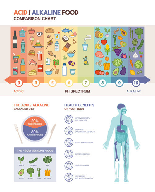 Acidic alkaline diet infographic vector 03