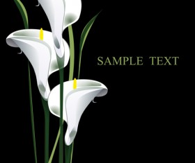 Beautiful calla with blakc background vector material