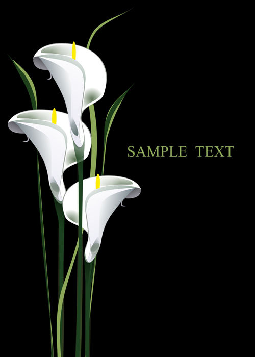 Beautiful calla with blakc background vector material