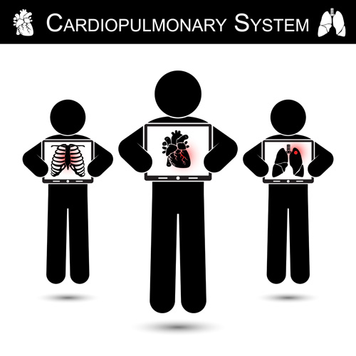 Cardiopulmonary system vector