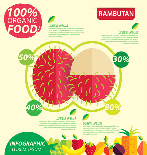 Flat fruits infographic vectors template 02