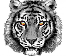 Gray tiger head vector